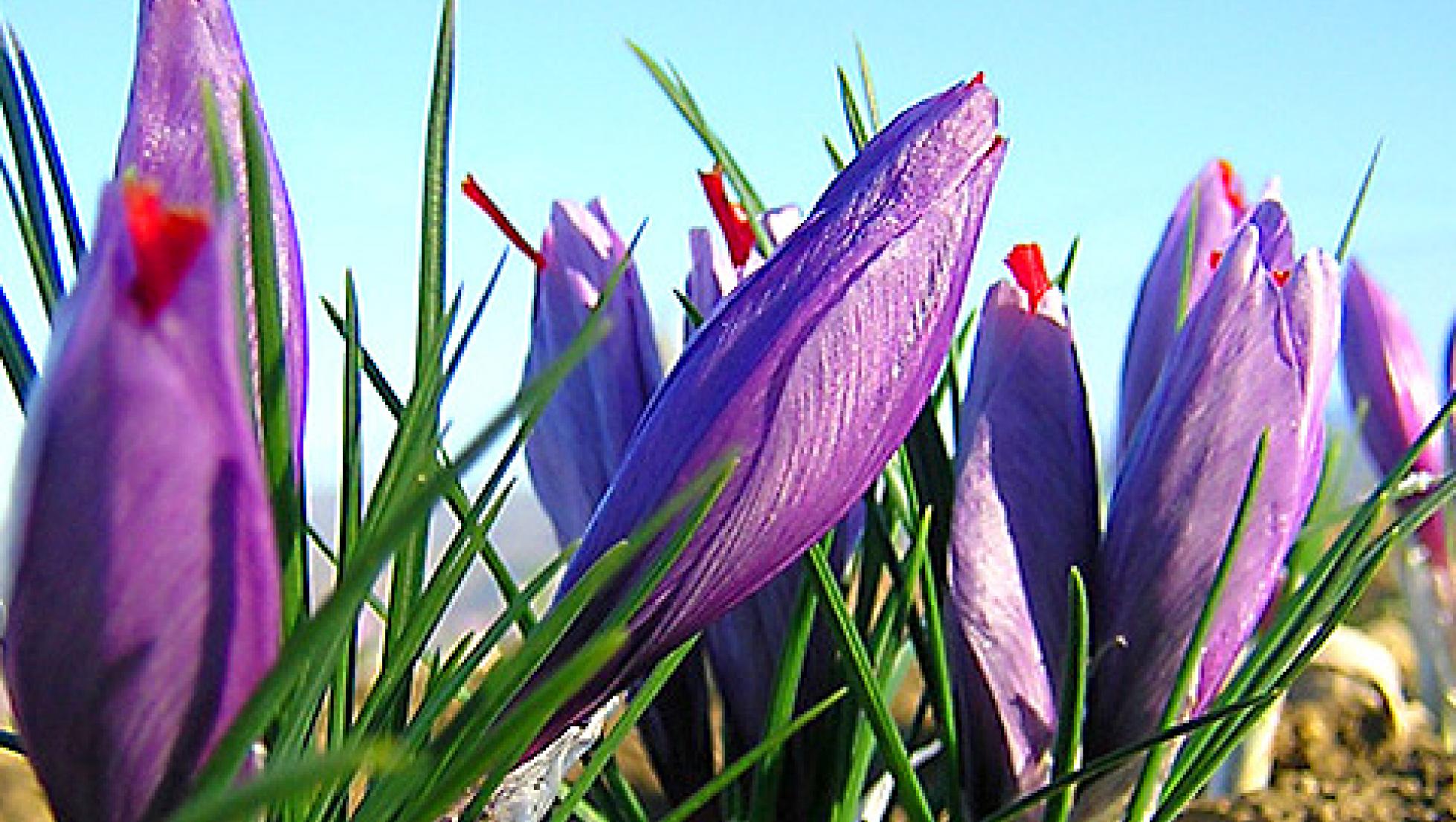 Fiori di zafferano