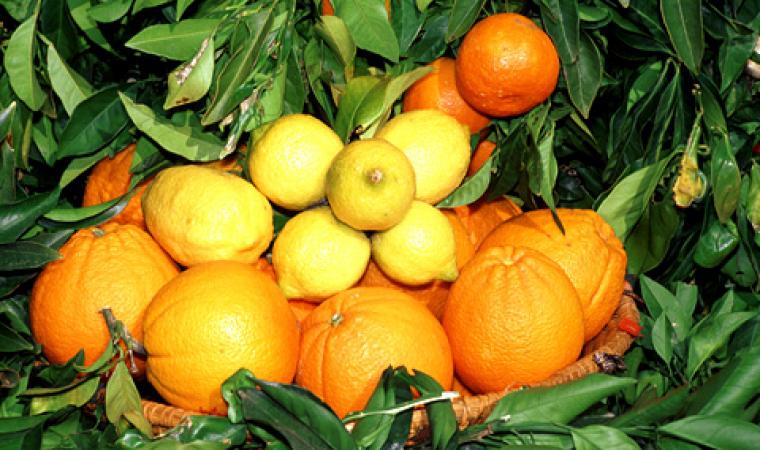 Sagra delle arance - Muravera