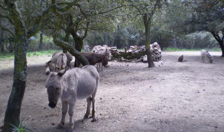 Asinelli nel parco Mui Muscas - Ortueri