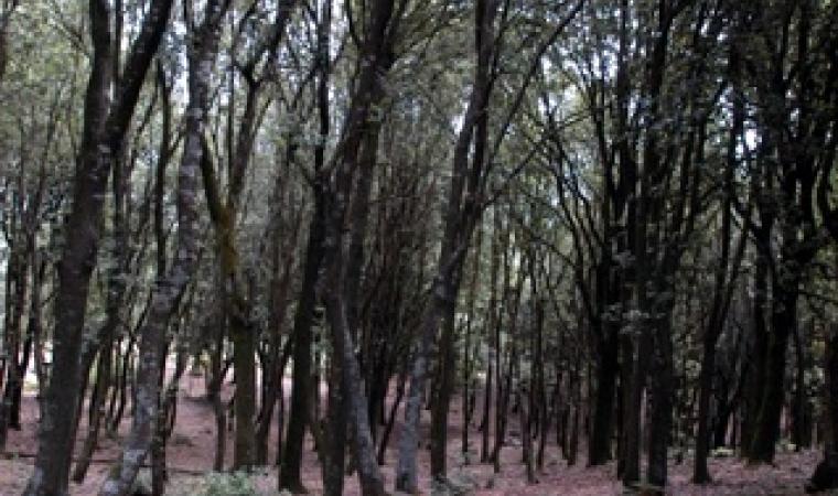 Foresta demaniale di Pantaleo - Santadi - Nuxis