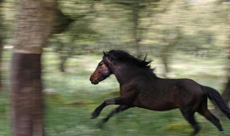 La Giara - cavallo in corsa