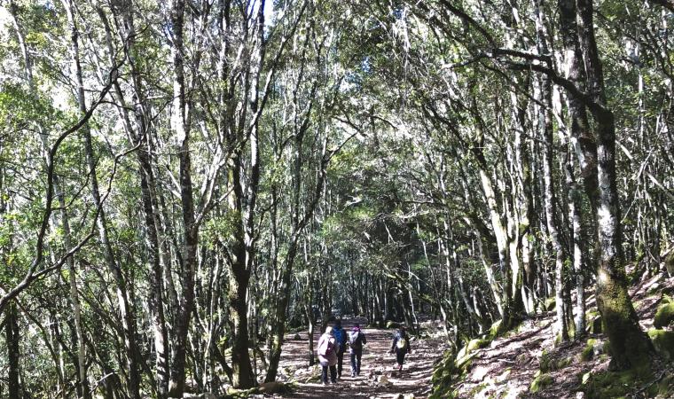 Foresta di Montimannu - Villacidro