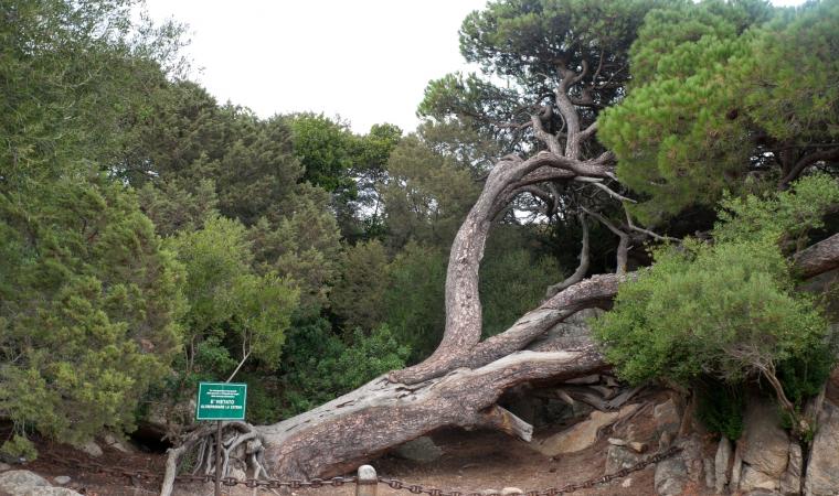Caprera - pino di Garibaldi - La Maddalena