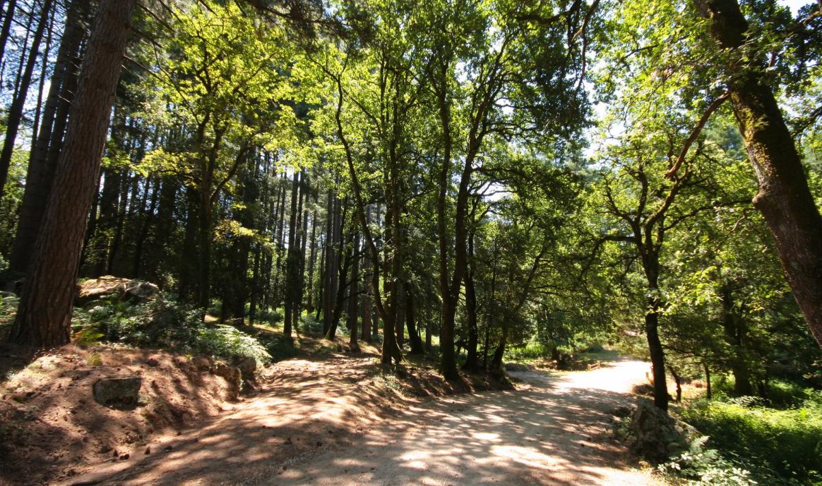 Sentiero per Su Tassu - foresta di Fiorentini